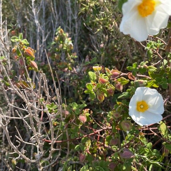 Cistus salviifolius Blomst