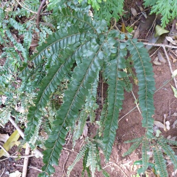 Adiantum hispidulum Levél