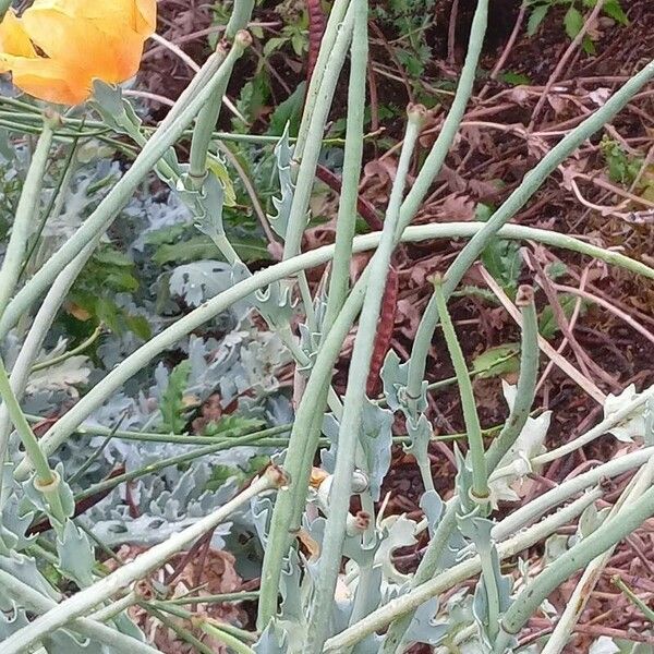 Glaucium flavum Fruit