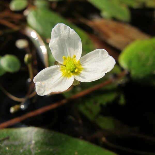 Luronium natans Flower