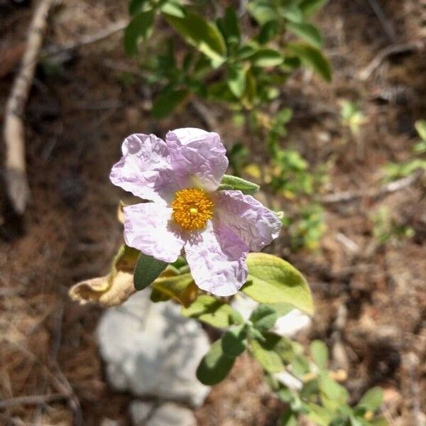 Cistus × incanus പുഷ്പം