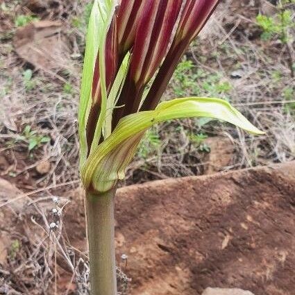 Crinum macowanii Muu