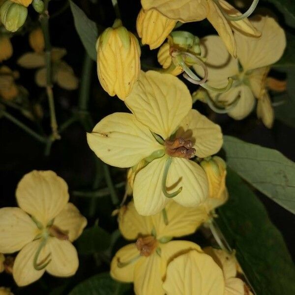 Senna quinquangulata Blomma