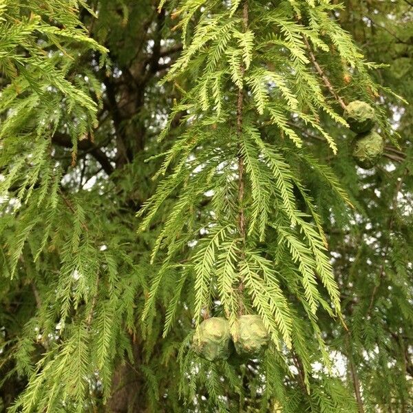 Taxodium distichum Blad