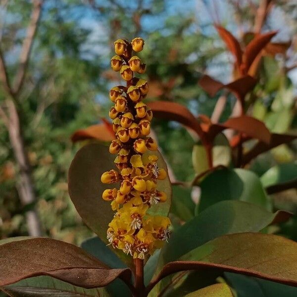 Byrsonima spicata Blomst