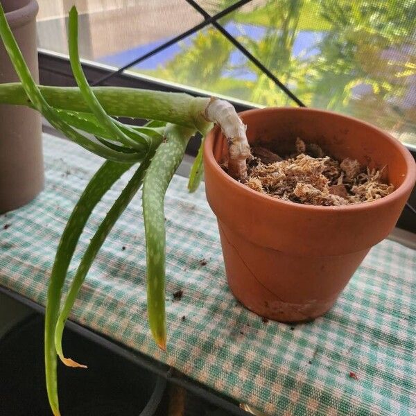 Aloe officinalis Leaf