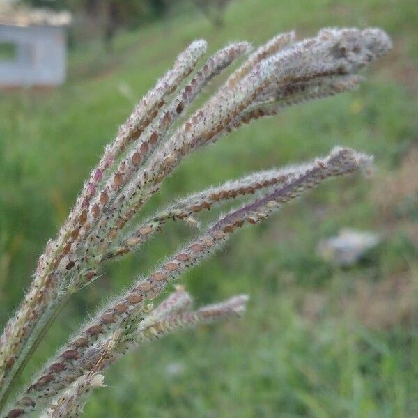 Paspalum urvillei Kvet