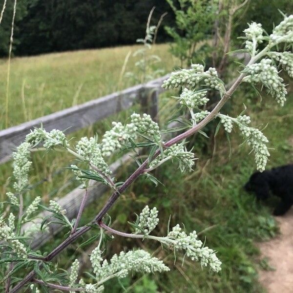 Artemisia vulgaris Virág