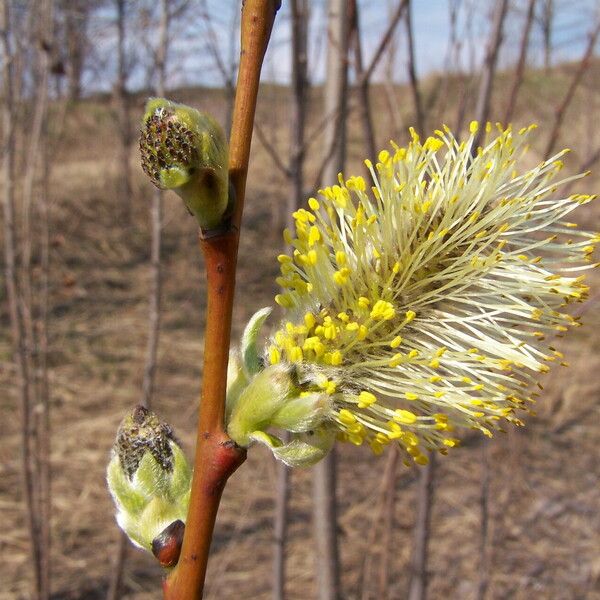 Salix caprea Flor