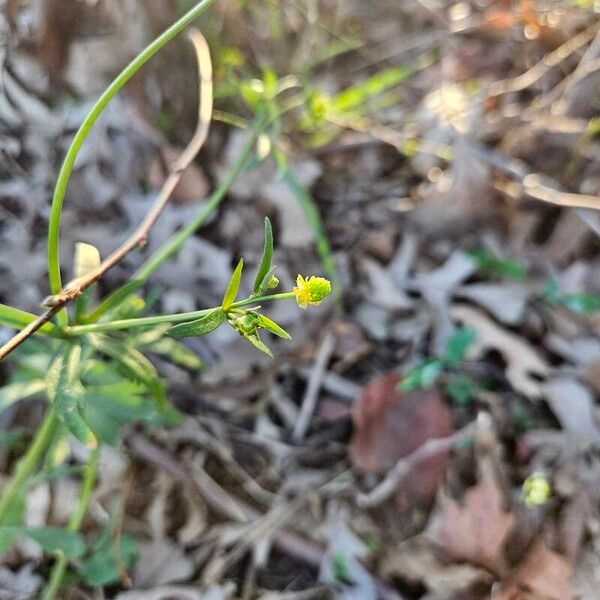 Ranunculus abortivus Flower