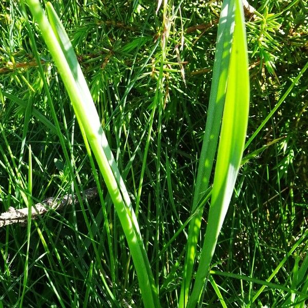 Narcissus poeticus Lapas