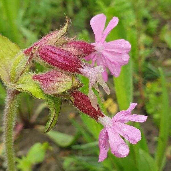 Silene pendula 花