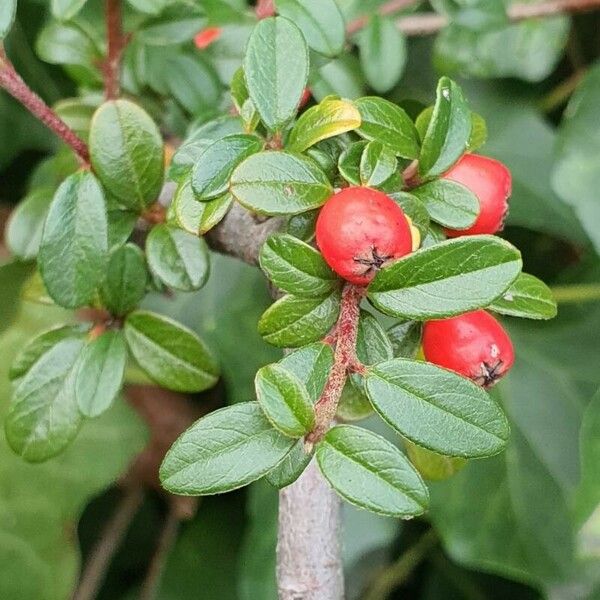 Cotoneaster dammeri অন্যান্য