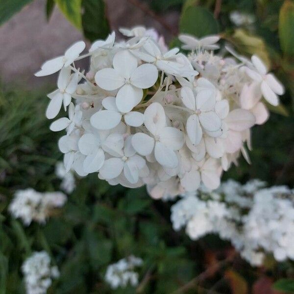 Hydrangea paniculata Flor