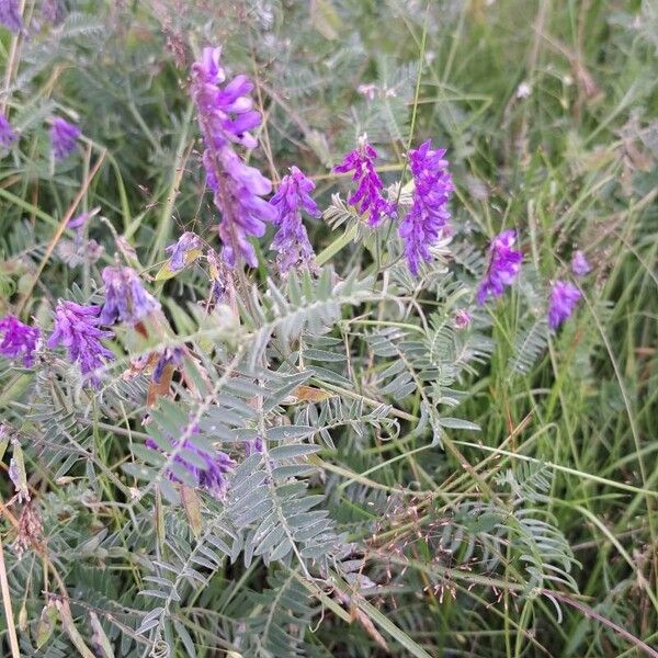 Vicia cracca Blomst