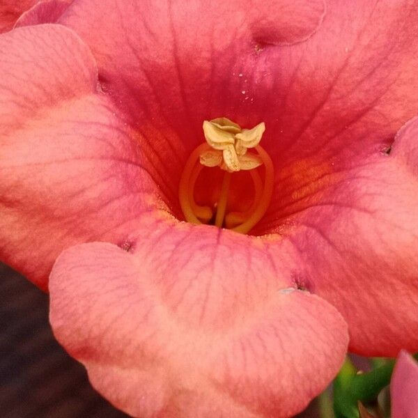 Campsis grandiflora Bloem