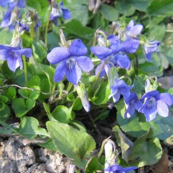 Viola riviniana Fiore