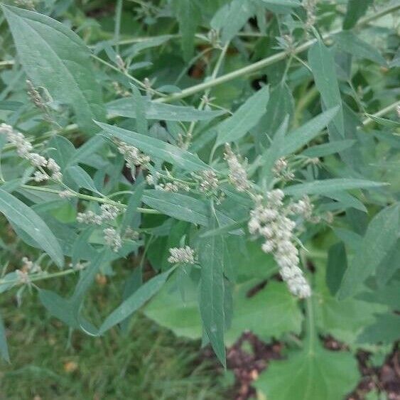 Chenopodium giganteum Žiedas