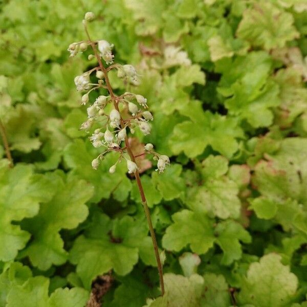 Heuchera villosa Fulla