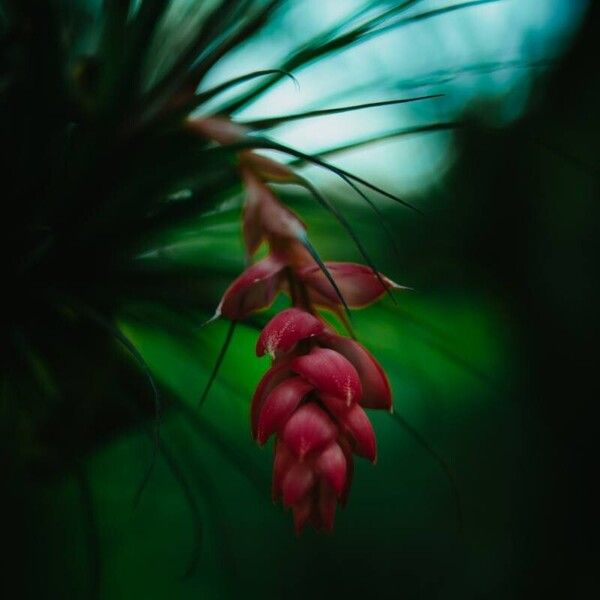 Tillandsia stricta Blomst