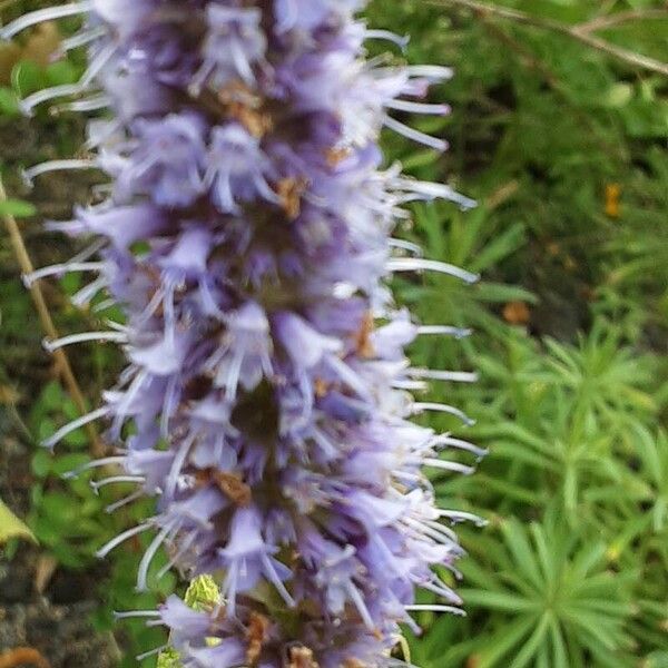 Agastache foeniculum 花