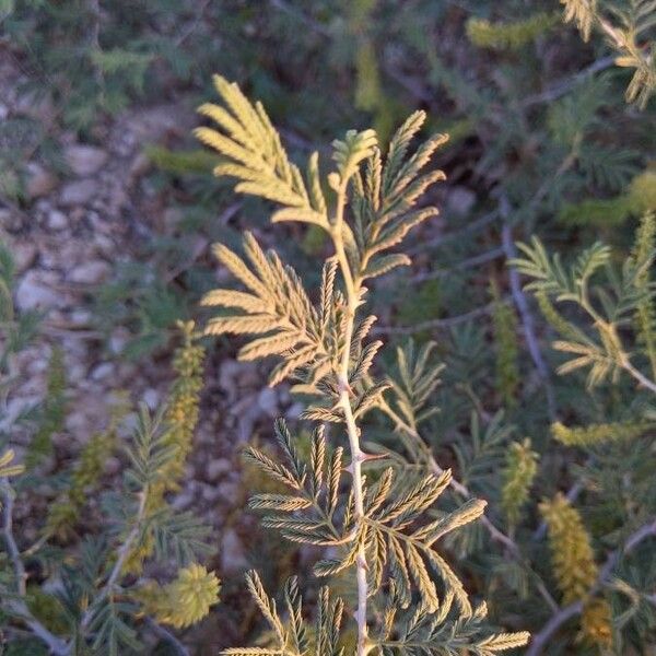 Prosopis farcta Blatt