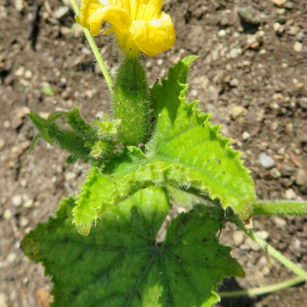 Cucumis sativus Λουλούδι