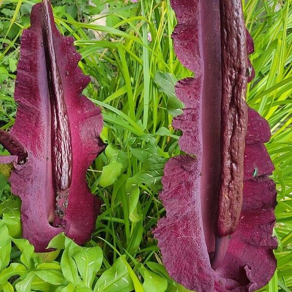 Dracunculus vulgaris Květ