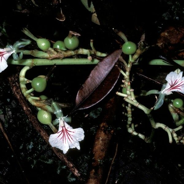 Elettaria cardamomum Květ