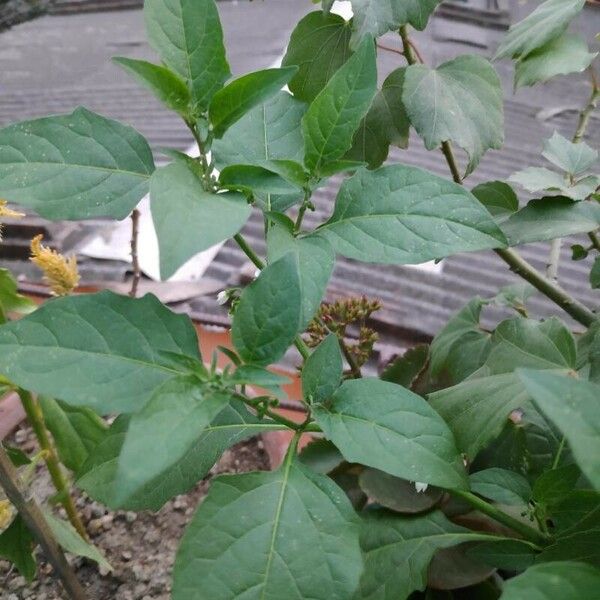 Solanum americanum Kita