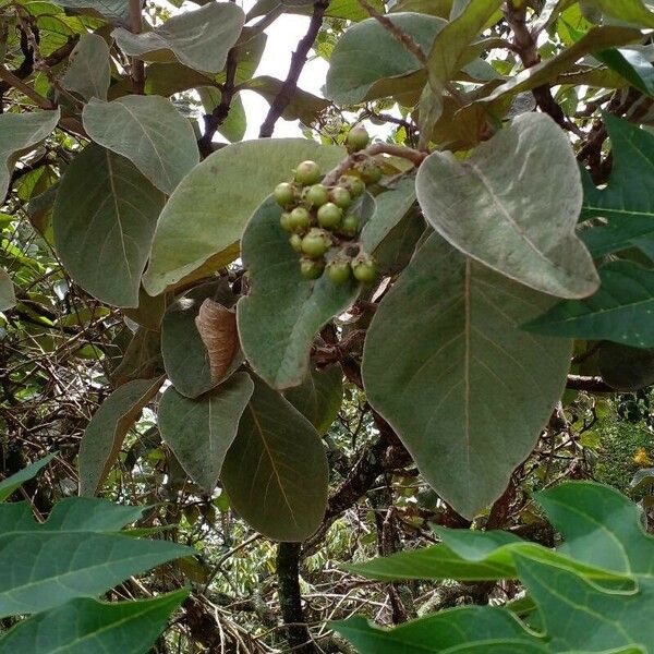 Byrsonima verbascifolia Fruit