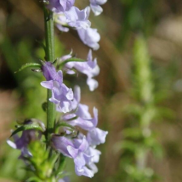 Anarrhinum bellidifolium Fleur