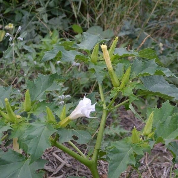 Datura stramonium Fuelha