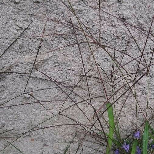 Digitaria sanguinalis Kukka