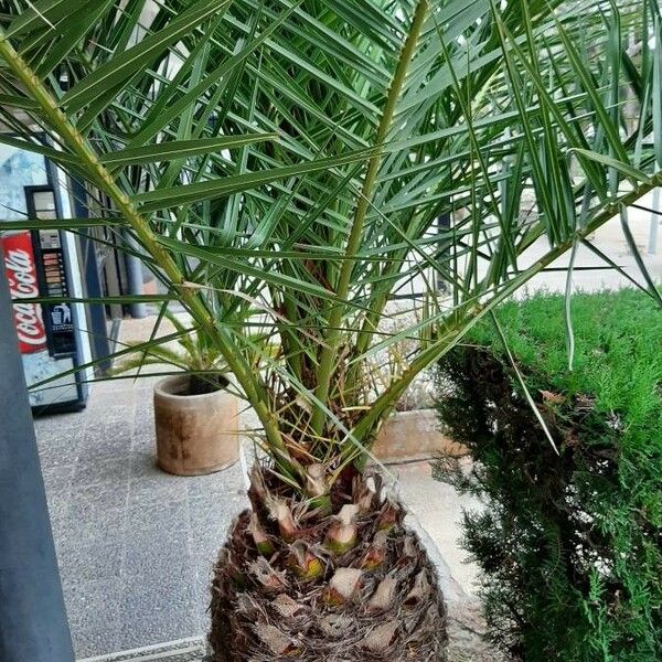 Phoenix canariensis Folio