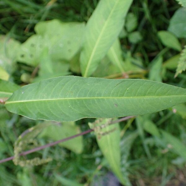 Persicaria maculosa Feuille