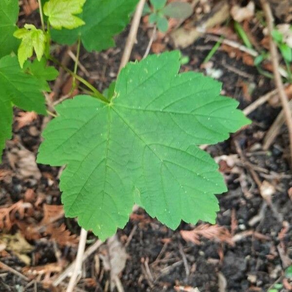 Acer pseudoplatanus Φύλλο