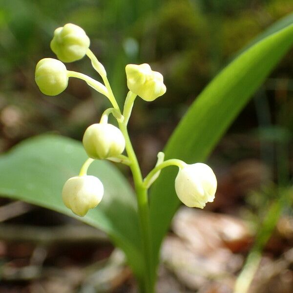 Convallaria majalis Žiedas