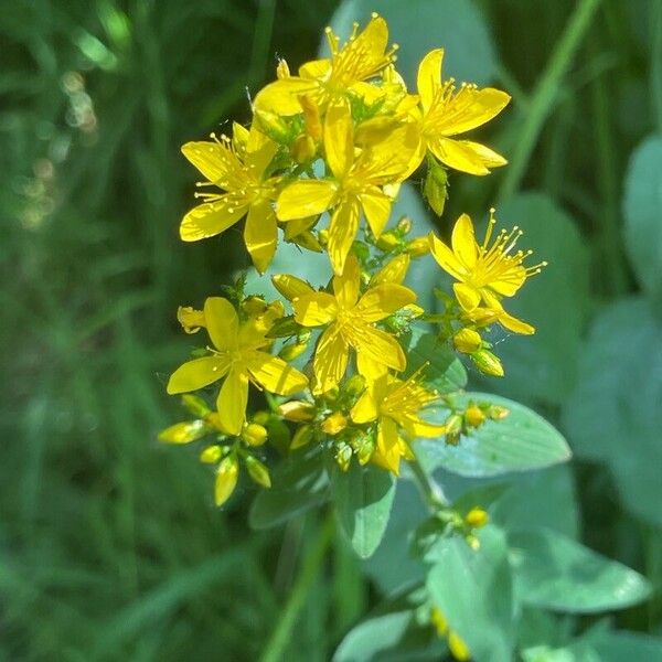 Hypericum hirsutum 花