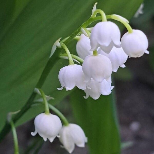 Convallaria majalis 花