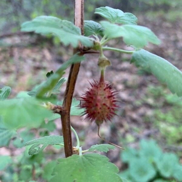 Ribes roezlii Gyümölcs