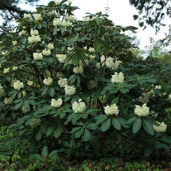 Rhododendron sinofalconeri Habit