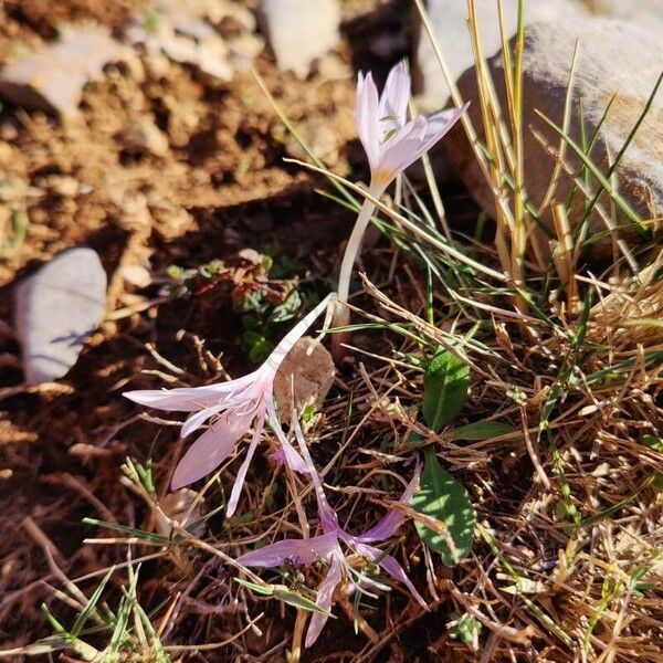 Colchicum cupanii Cvet