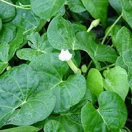 Ipomoea violacea Habit