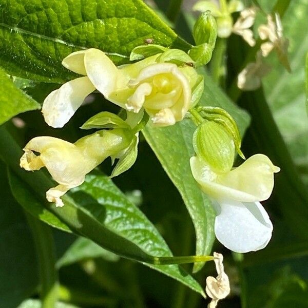 Phaseolus vulgaris Fleur