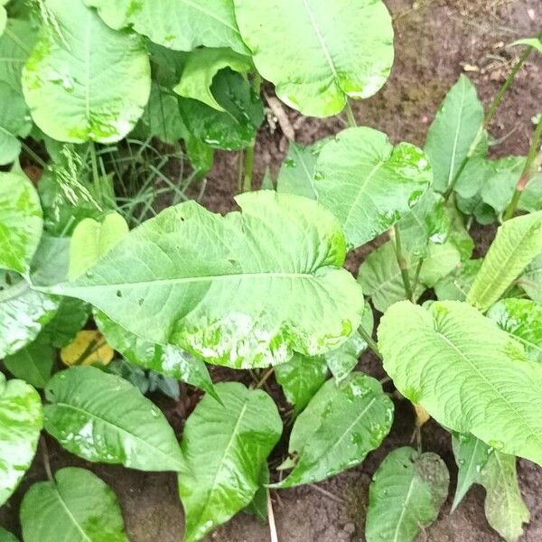 Persicaria orientalis 葉