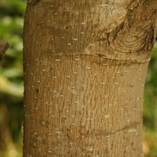 Michelia champaca Bark