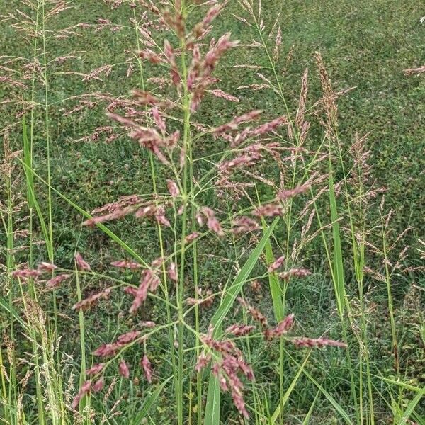 Sorghum halepense Flower