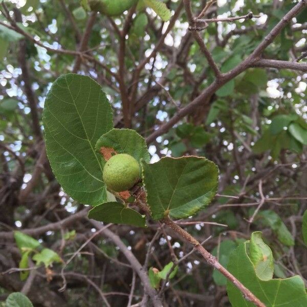 Grewia hexamita Fruit