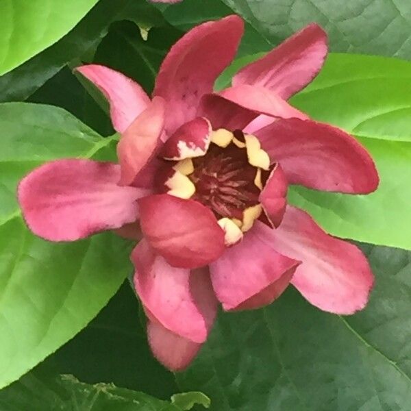 Calycanthus floridus Cvet